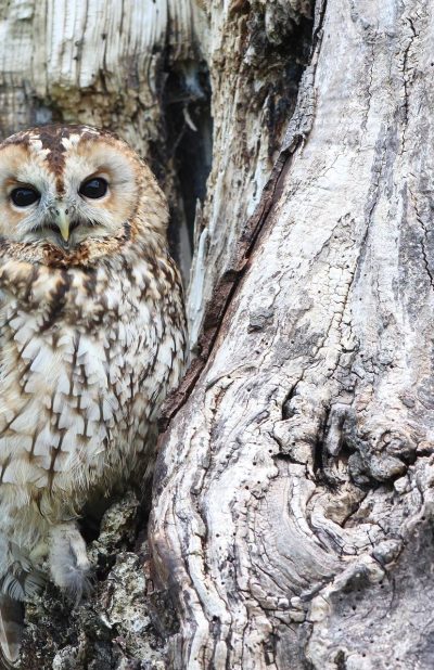 Ornitologo Opole - ATHENE - fot. nr 8